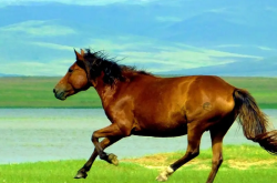 梦见马 做梦梦见马是什么预兆 梦见马好不好