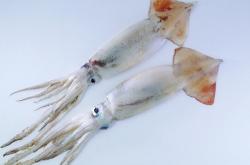 梦见鱿鱼好不好  做梦梦见鱿鱼是是什么预兆