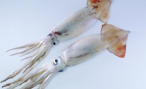 梦见鱿鱼好不好  做梦梦见鱿鱼是是什么预兆