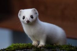 梦见鼬鼠好不好   做梦梦见鼬鼠是什么预兆