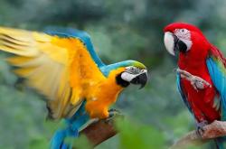 梦见鹦鹉好不好 做梦梦见鹦鹉是什么预兆 