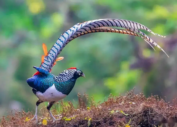 4-22032GQ104594.png 4-22032GQ104594.png