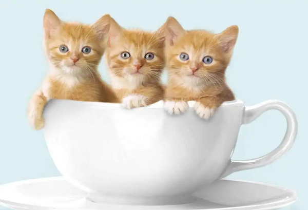 4-22032GQ449347.png 4-22032GQ449347.png